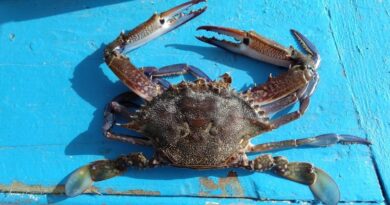 The evolution of blue crab fisheries and the livelihoods of Tunisian fishers