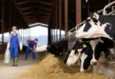 NOVUS Veterinarian to Support Dairy Customers in Europe