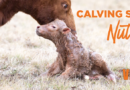 CALVING SEASON NUTRITION: FUEL THE COW, SUPPORT THE CALF, AND PREPARE FOR THE NEXT BREEDING CYCLE