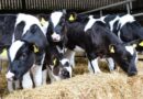 ForFarmers unviels refreshed VITA youngstock range at Dairy Tech
