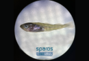 SPAROS Launches WINCod: A Breakthrough Microdiet for Atlantic Cod Larvae