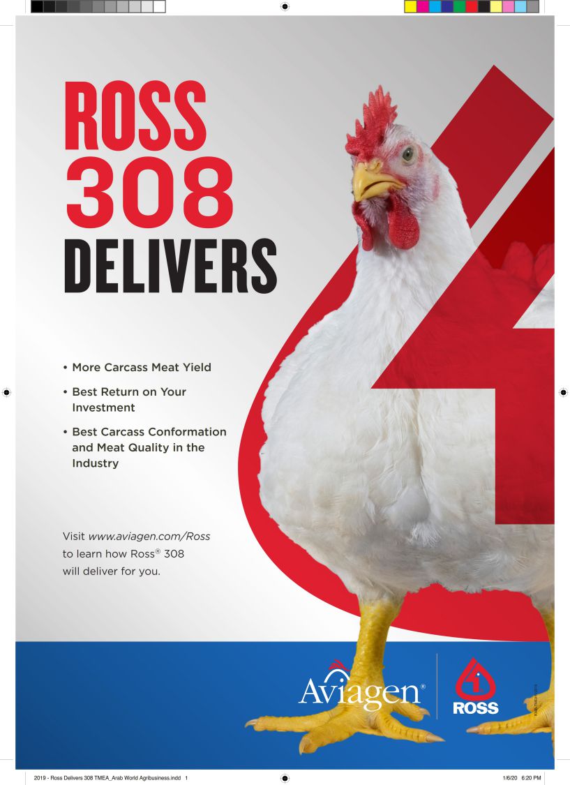 Aviagen -Ross Delivers 308