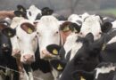 Viking Holstein in crossbreeding