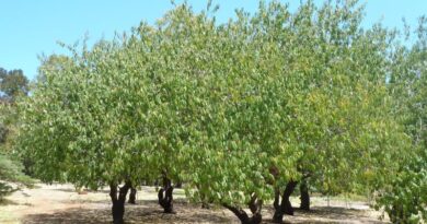 Micro-sprinkler techniques for fruit trees By Dr Terry Mabbett