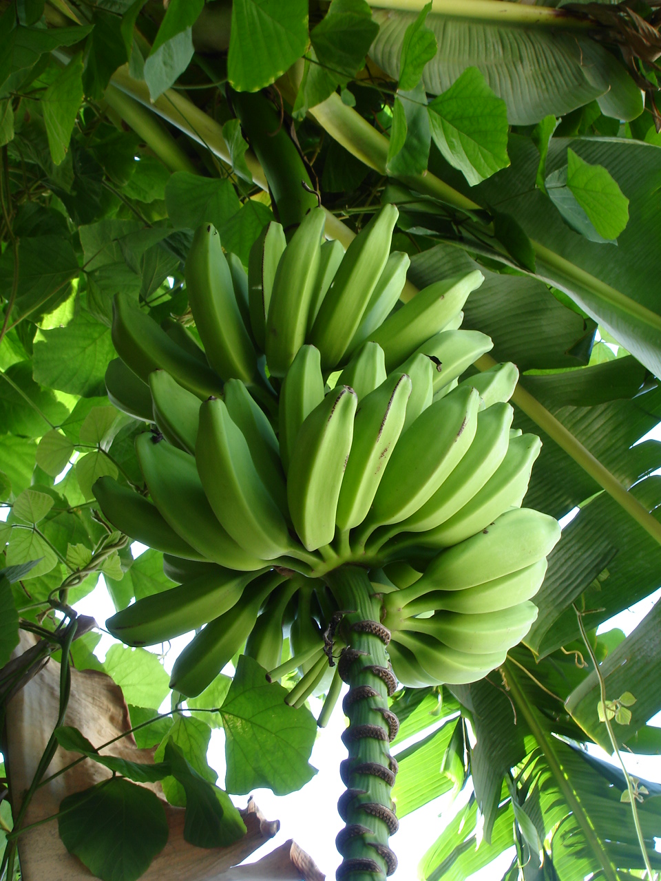 Learning lessons from backyard garden production Part 1 Trees for Life