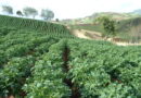 Foliar feeding the African potato  crop By Dr Terry Mabbett