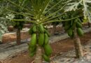 Colima F1: The Hybrid Papaya Revolutionising Greenhouse Growing